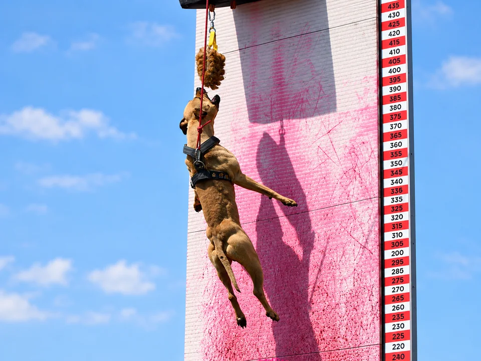 Wallclimb dog jumping up toward the lure